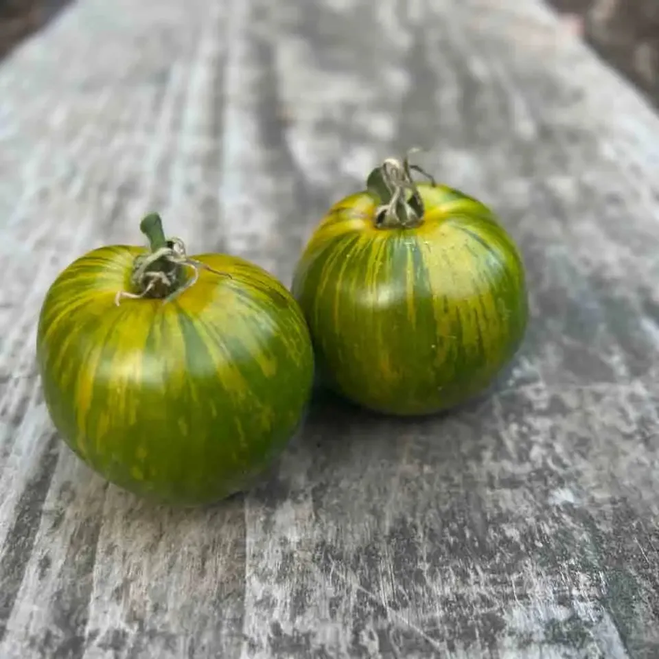 ferme-de-sainte-marthe-green-zebra-graines-tomate-ancienne-bio image 1
