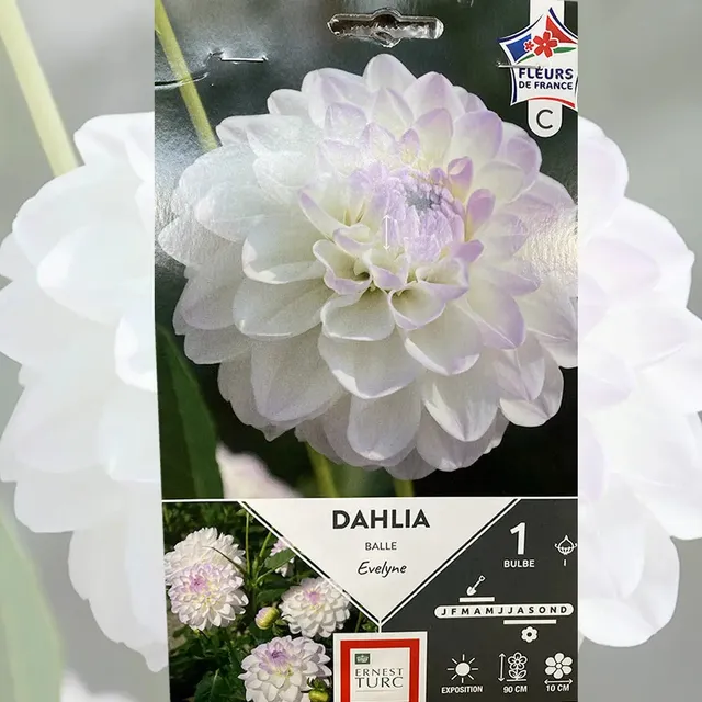ferme-de-sainte-marthe-dahlia-balle-evelyne-bulbe-bio-blanc-ivoire image 1