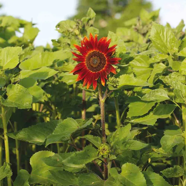ferme-de-sainte-marthe-tournesol-rouge-graines-bio image 1
