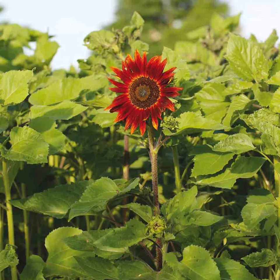 ferme-de-sainte-marthe-tournesol-rouge-graines-bio image 1