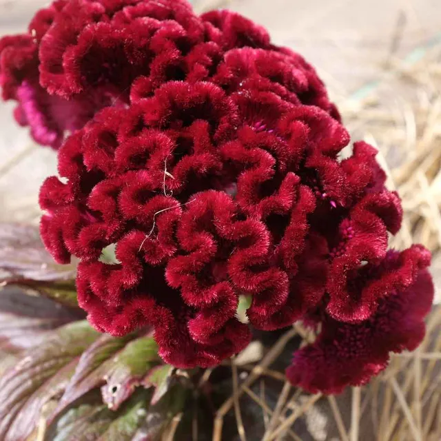la-bo-te-graines-c-losie-dracula-graines-fleurs-bio-violet image 1