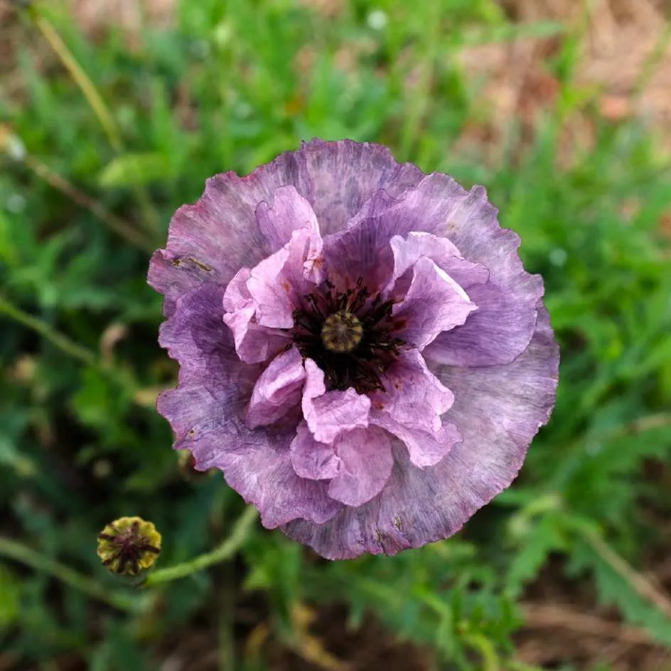 la-bo-te-graines-coquelicot-amazing-grey-graines-fleurs-gris image 1