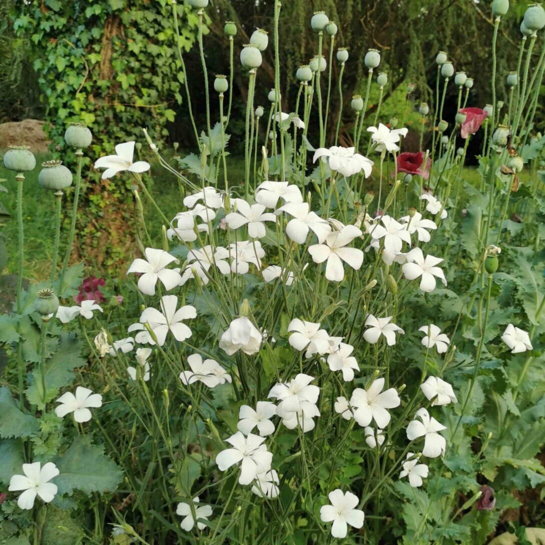 les-semences-de-l-ombelle-nielle-des-bl-s-blanche-graines-fleurs-bio image 2