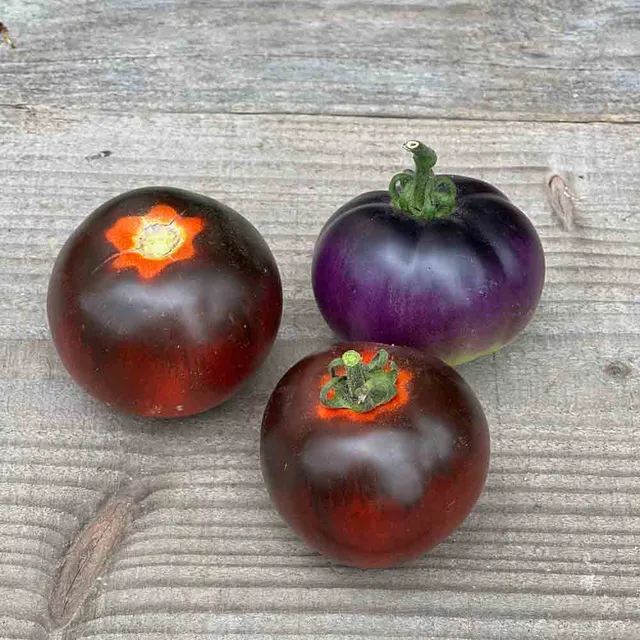 ferme-de-sainte-marthe-bleue-p20-tomate-graines-bio-cocktail image 1