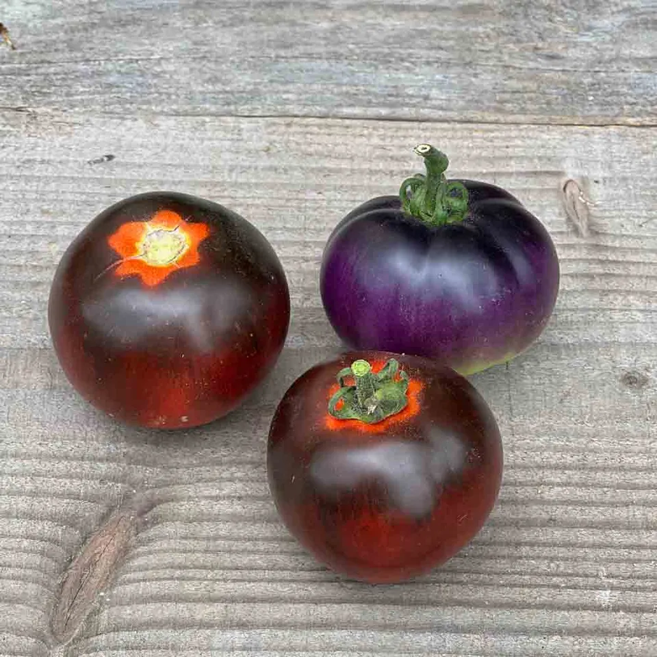 ferme-de-sainte-marthe-bleue-p20-tomate-graines-bio-cocktail image 1