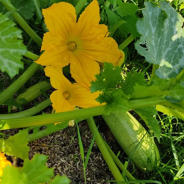 les-semences-de-l-ombelle-alberello-graines-courgette-bio image 1
