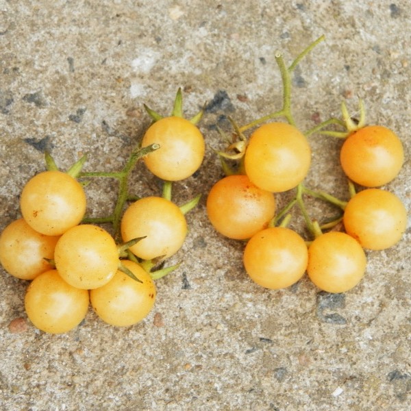 la-bo-te-graines-graines-l-gumes-tomate-champagne-bio-cerise-jaune image 1
