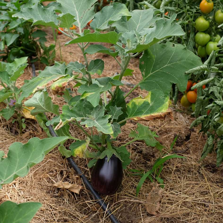 la-bo-te-graines-aubergine-black-beauty-graines-bio-pr-coce image 3