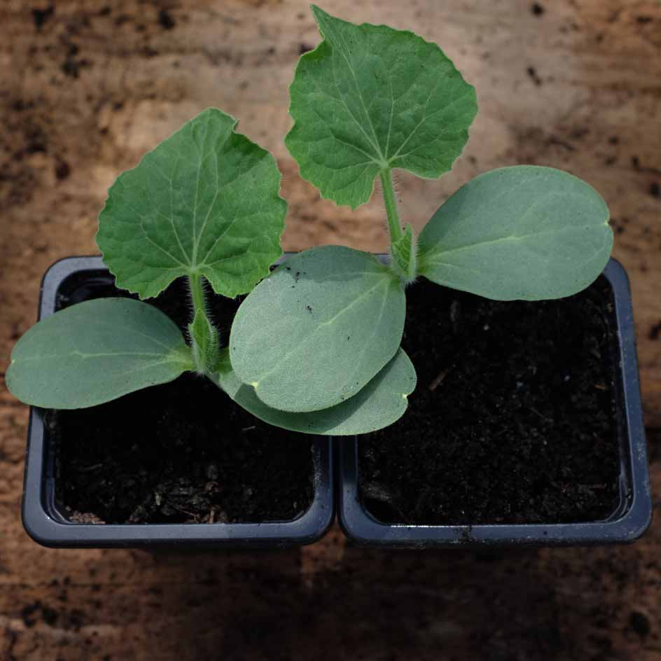 la-bo-te-graines-courge-cireuse-graines-l-gumes-bio image 2