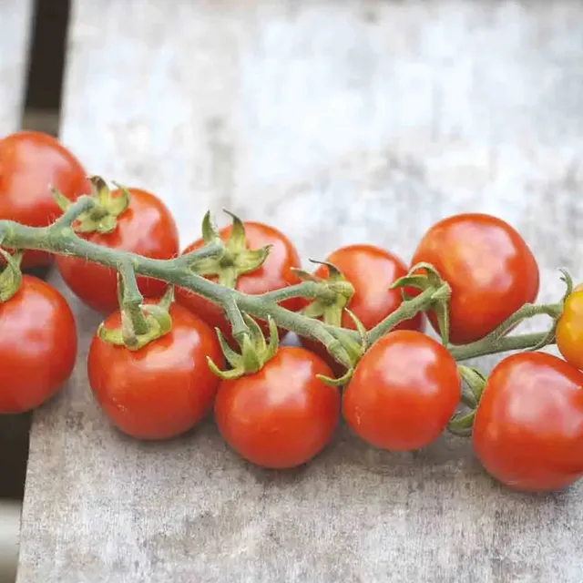 ferme-de-sainte-marthe-gardener-s-delight-graines-tomate-cerise-bio image 1
