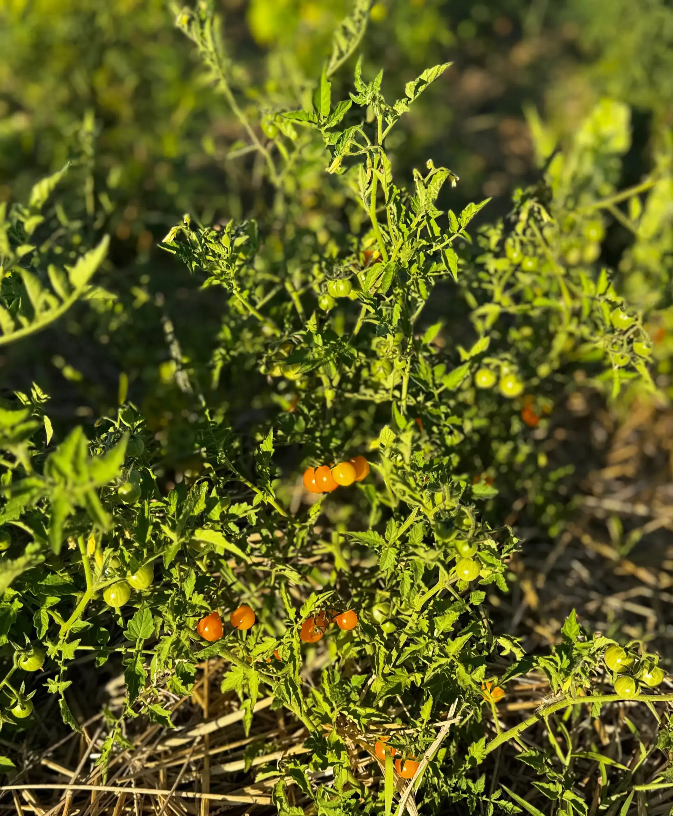 ferme-de-sainte-marthe-graines-potag-res-tomate-galapagos-cerise-bio-sucr-e image 3