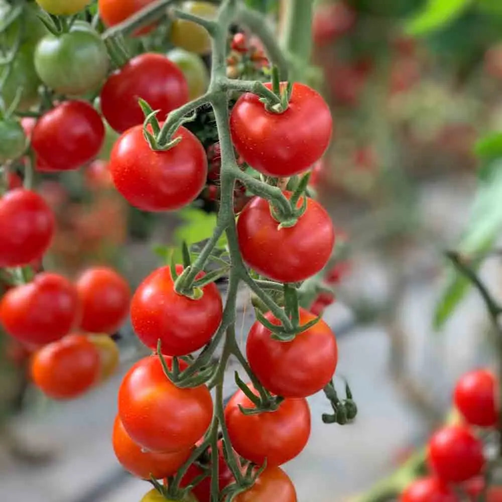 ferme-de-sainte-marthe-miel-du-mexique-graines-tomate-cerise-bio image 1