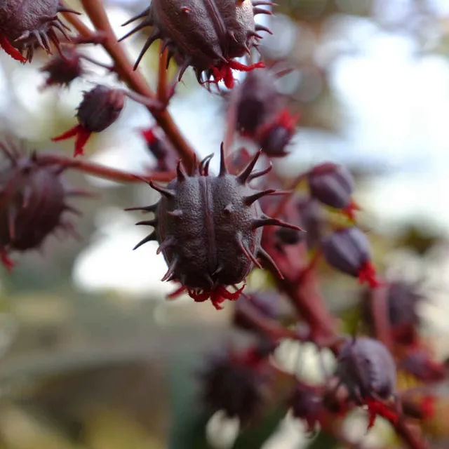 la-bo-te-graines-graines-fleurs-ricin-new-zealand-purple-bio image 1