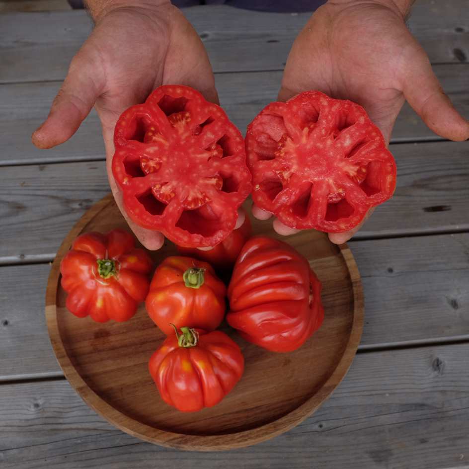 la-bo-te-graines-tomate-goldman-s-italian-american-bio-sauce image 1