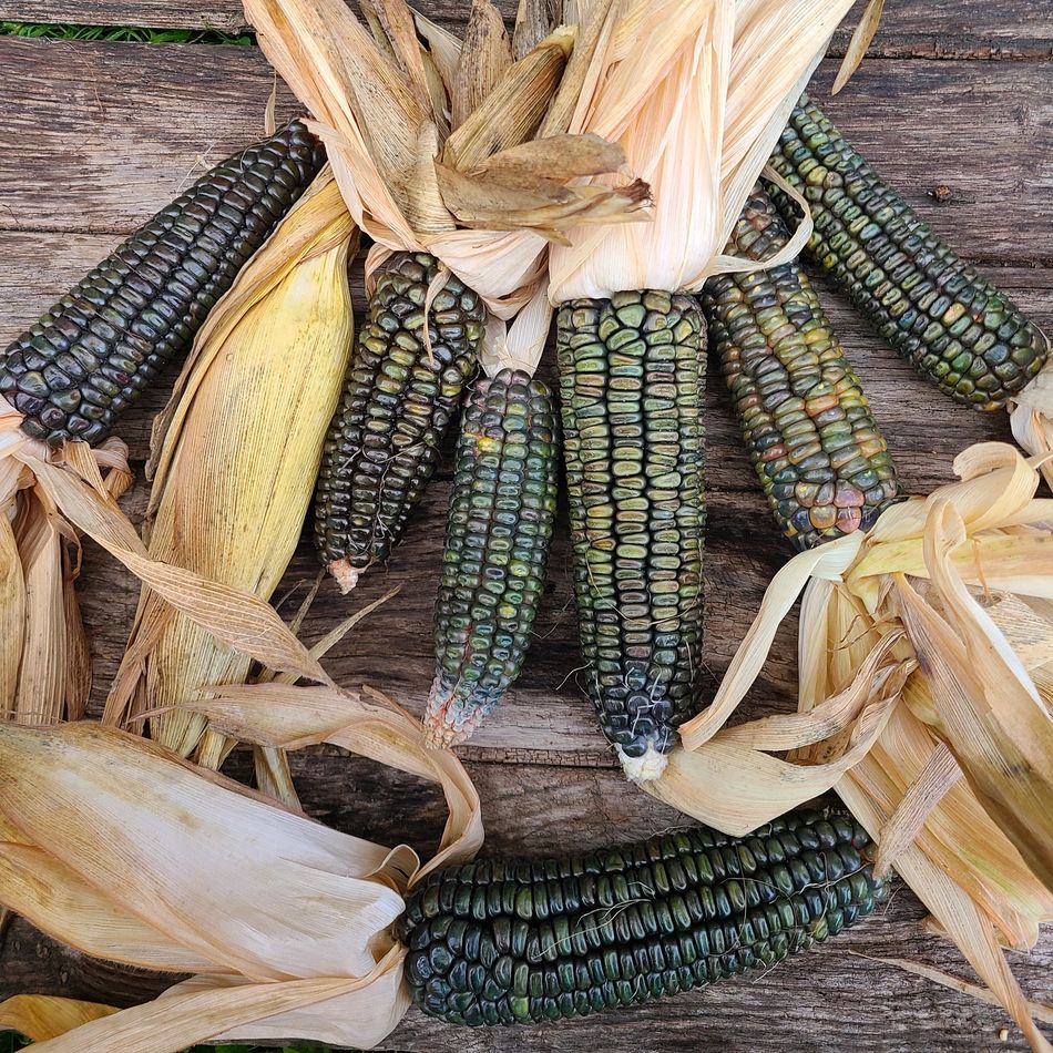 la-bo-te-graines-ma-s-oaxacan-green-bio-graines-potag-res image 1