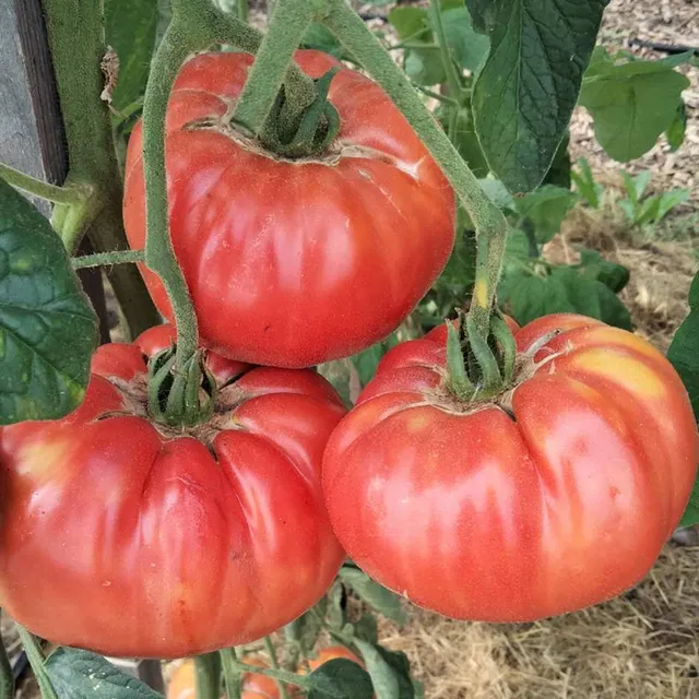 la-bo-te-graines-tomate-brandywine-graines-bio-chair-b-uf image 1
