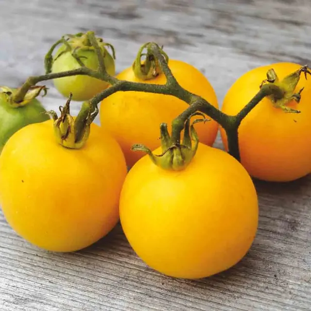 ferme-de-sainte-marthe-graines-potag-res-tomate-p-che-jaune-ab-bio image 1