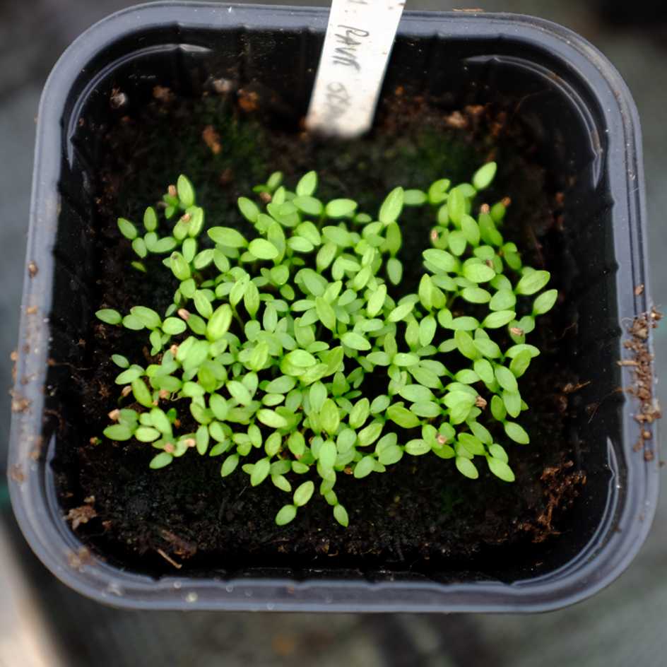 la-bo-te-graines-c-leri-rave-alba-bio-graines-l-gumes-racine image 5