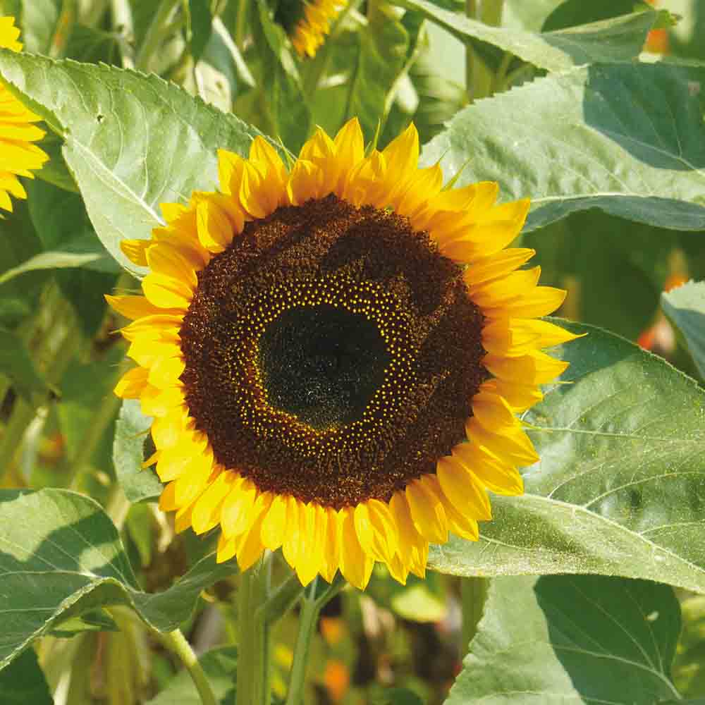 ferme-de-sainte-marthe-taiyo-plant-tournesol-bio-1-80-m image 2