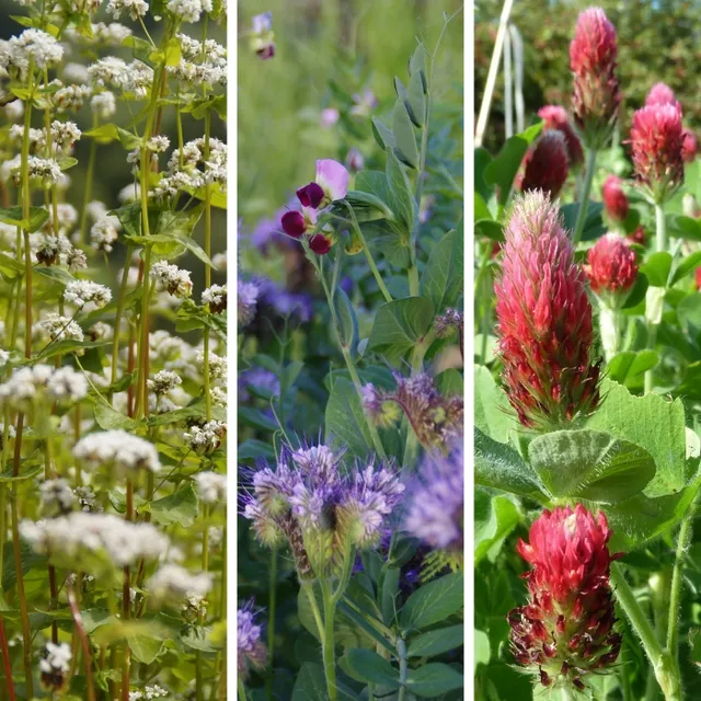 les-semences-de-l-ombelle-couvert-mellif-re-printemps-graines-bio image 1