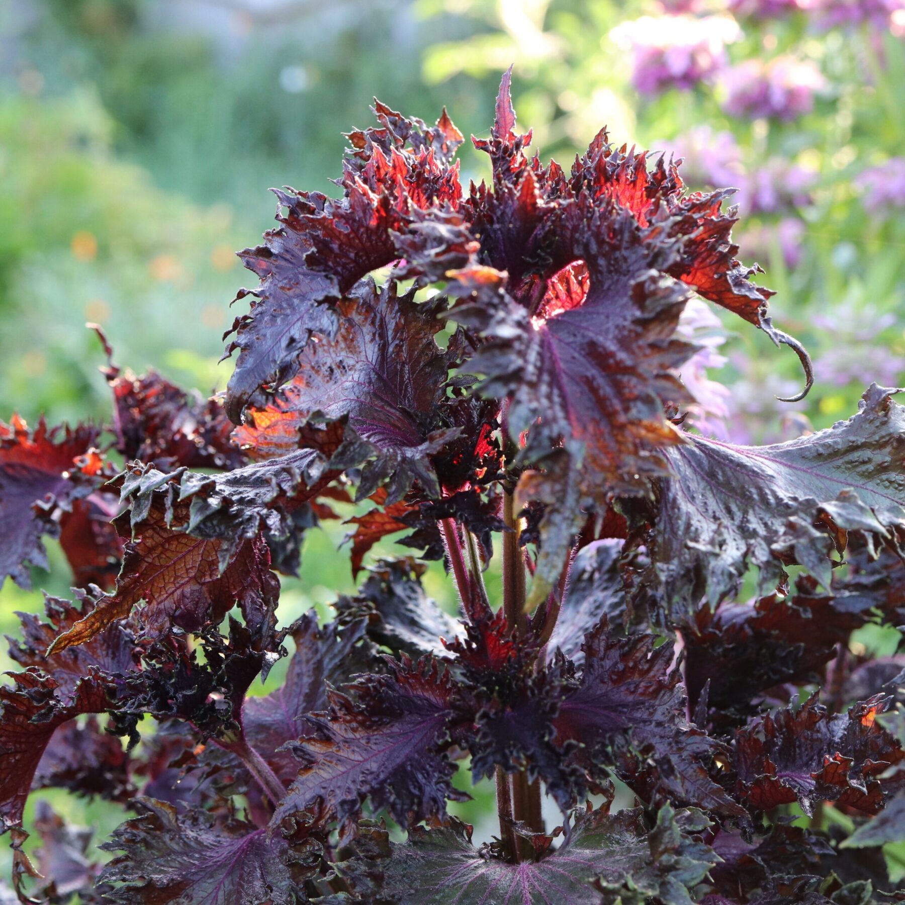 les-semences-de-l-ombelle-perilla-pourpre-shiso-graines-bio image 2