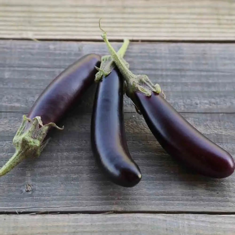 ferme-de-sainte-marthe-little-fingers-graines-aubergine-bio image 1