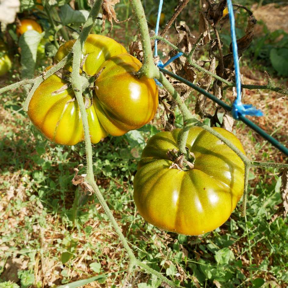 la-bo-te-graines-tomate-green-velvet-graines-bio-chair-de-b-uf image 2