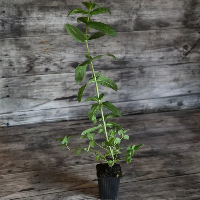 ferme-de-sainte-marthe-menthe-verte-plant-aromatique-bio-vivace image 1