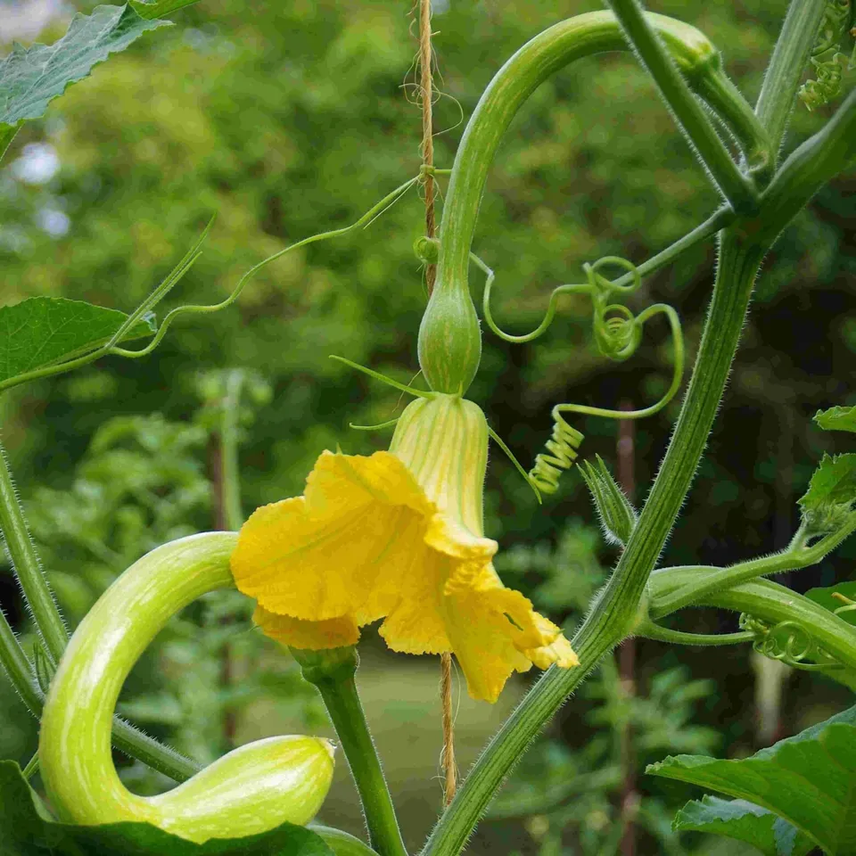 les-semences-de-l-ombelle-albenga-courge-musqu-e-graines-bio image 1