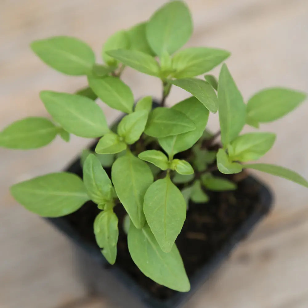 ferme-de-sainte-marthe-basilic-tha-plant-bio image 2