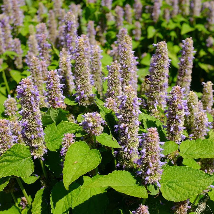 la-bo-te-graines-agastache-golden-jubil-e-graines-bio-r-glisse image 3