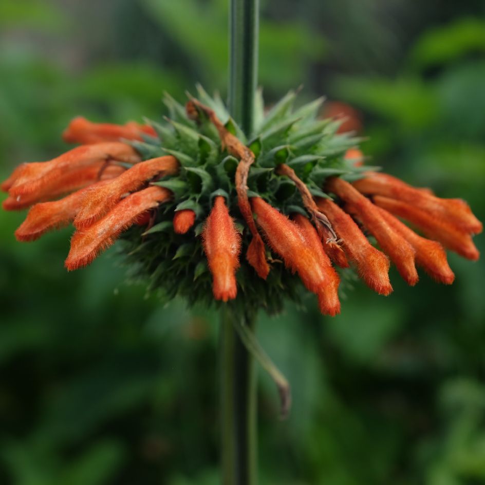 la-bo-te-graines-leonotis-nepetifolia-bio-graines-fleurs-orange image 1