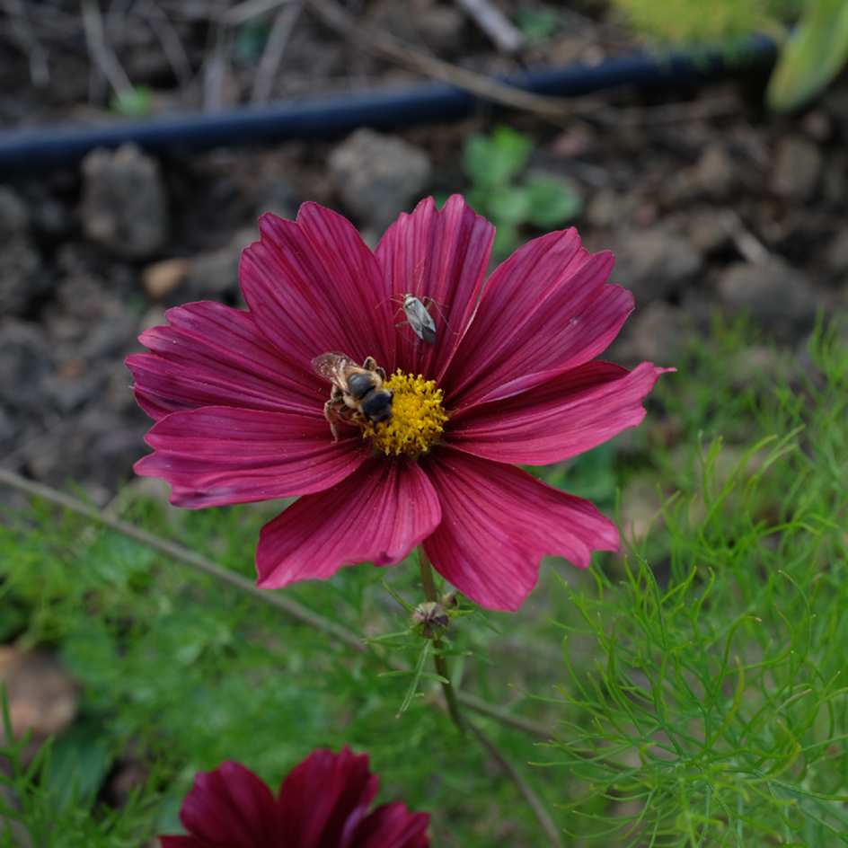 la-bo-te-graines-cosmos-velouette-graines-fleurs-bio-bordeaux image 4