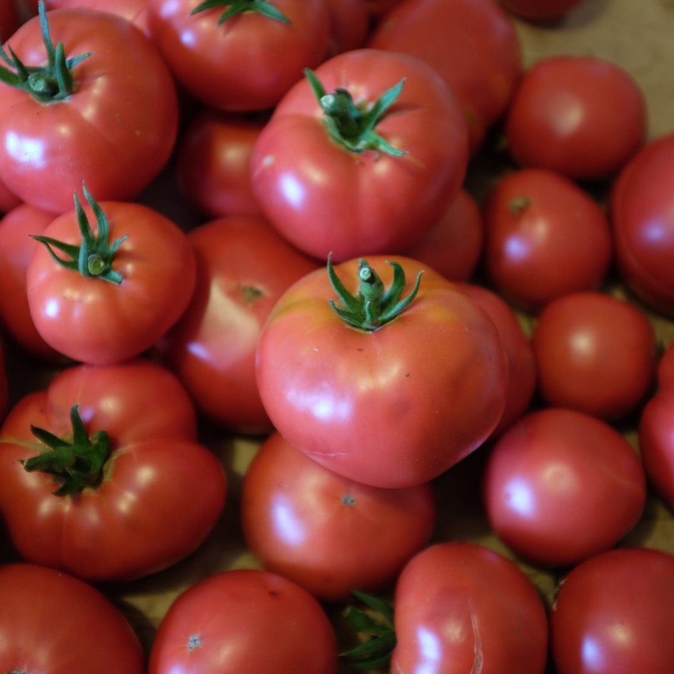 la-bo-te-graines-tomate-rose-de-berne-bio-graines-rose-parfum-e image 2