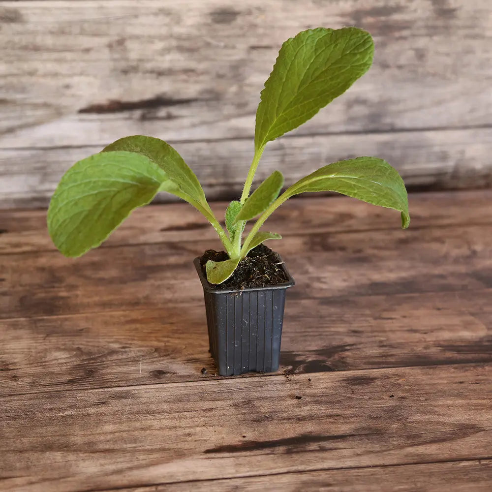 ferme-de-sainte-marthe-bourrache-officinale-plant-bio-mellif-re image 1