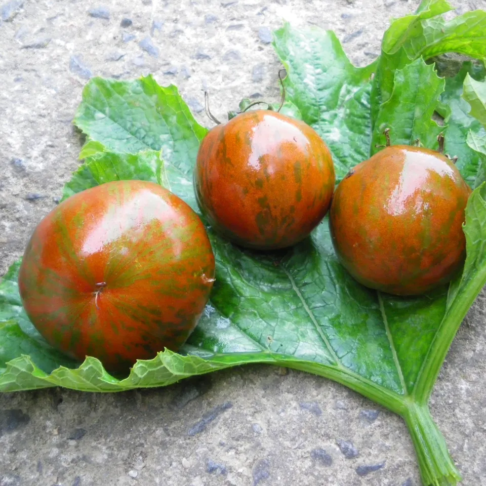 la-bo-te-graines-tomate-black-zebra-bio-graines-l-gumes-salade image 1