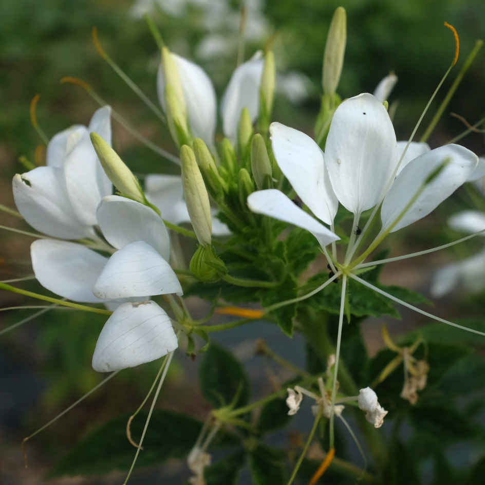 la-bo-te-graines-cleome-helen-campbell-bio-graines-blanche image 1