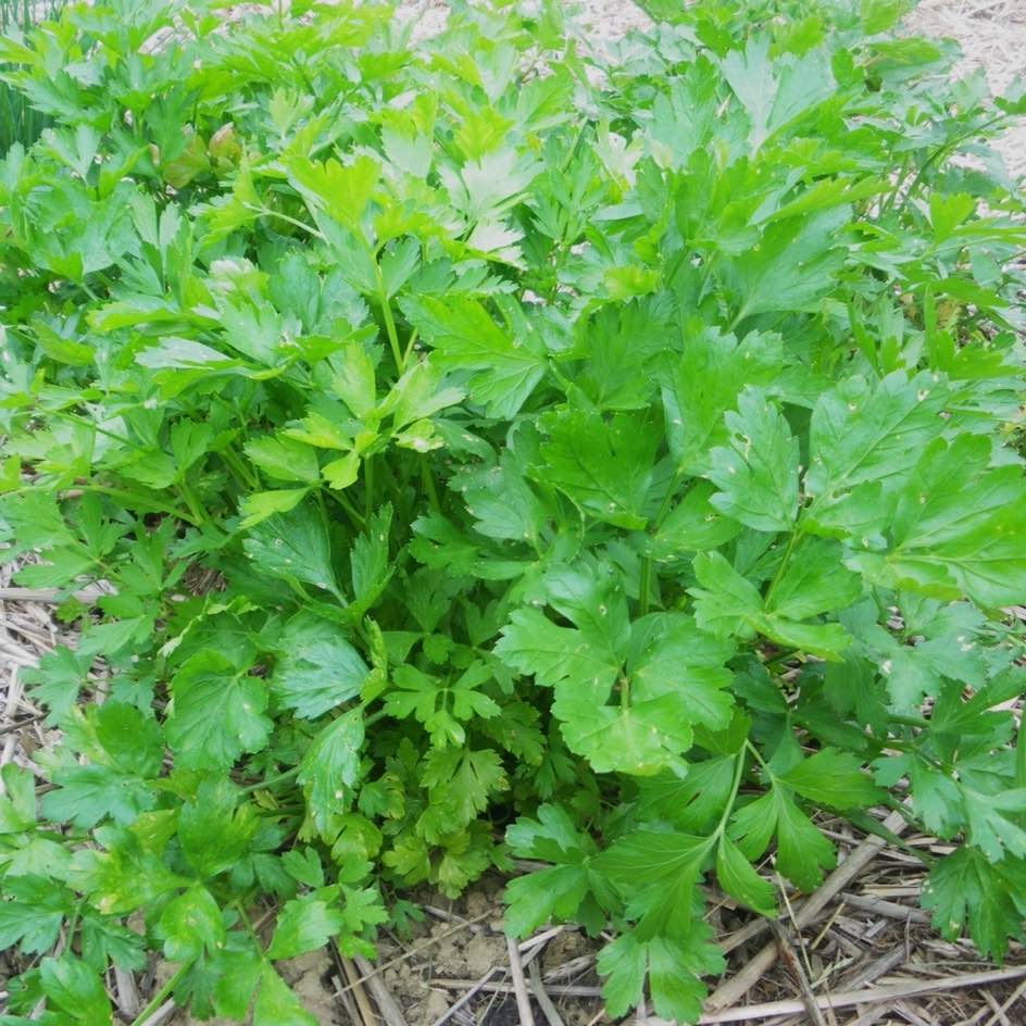 la-bo-te-graines-persil-g-ant-italie-bio-graines-aromatiques image 2