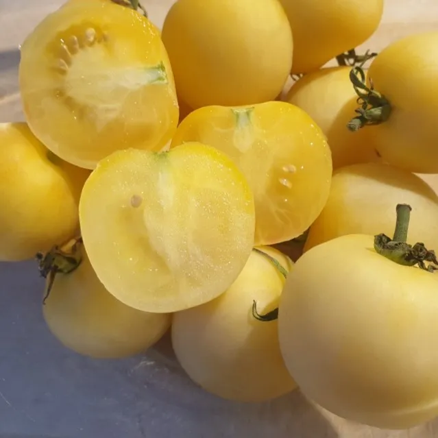 les-semences-de-l-ombelle-tomate-cerise-blanche-mirabelle-bio-graines image 1