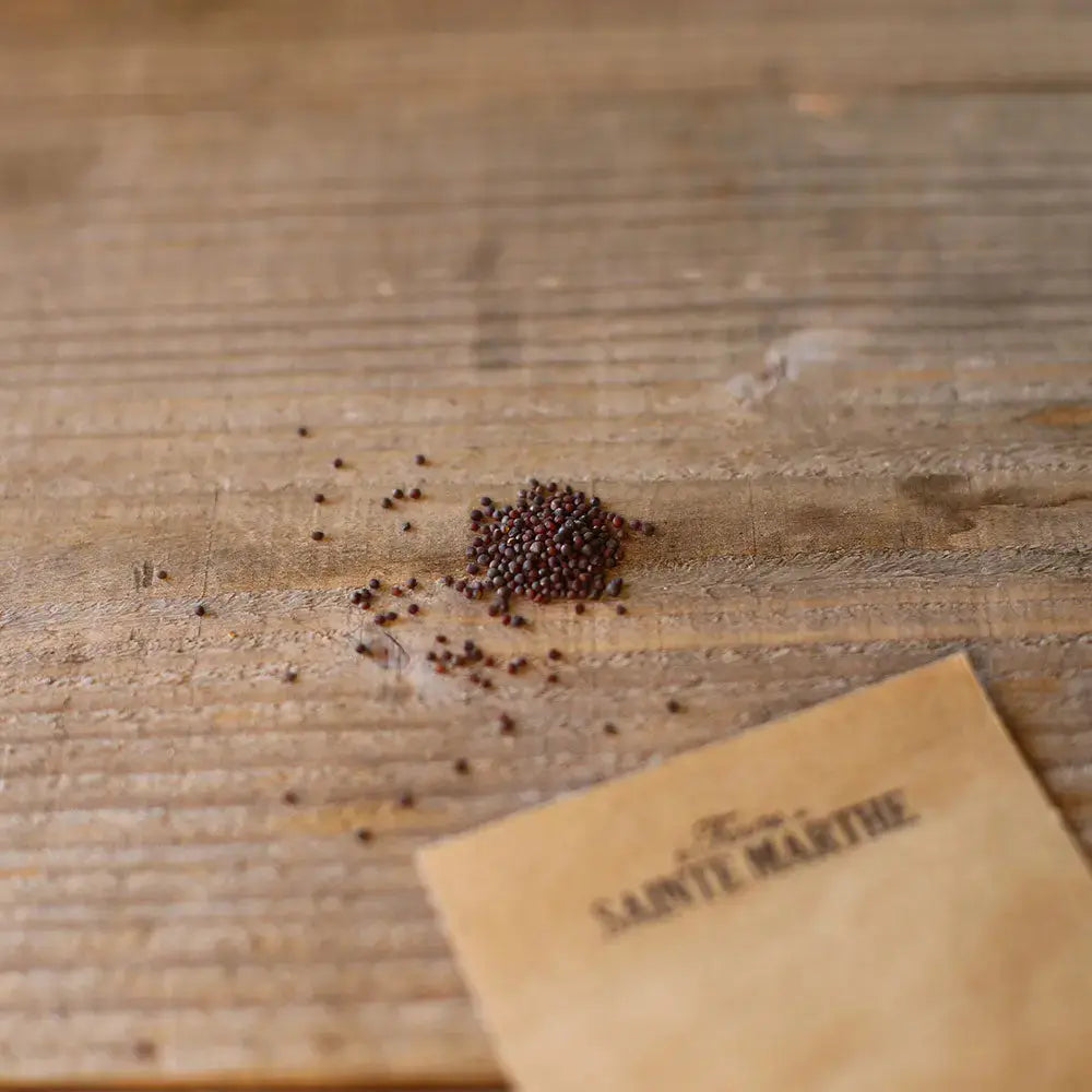 ferme-de-sainte-marthe-navet-zefa-type-rouge-graines-sachet image 2