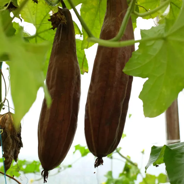 la-bo-te-graines-graines-l-gumes-luffa-courge-ponge-bio image 1