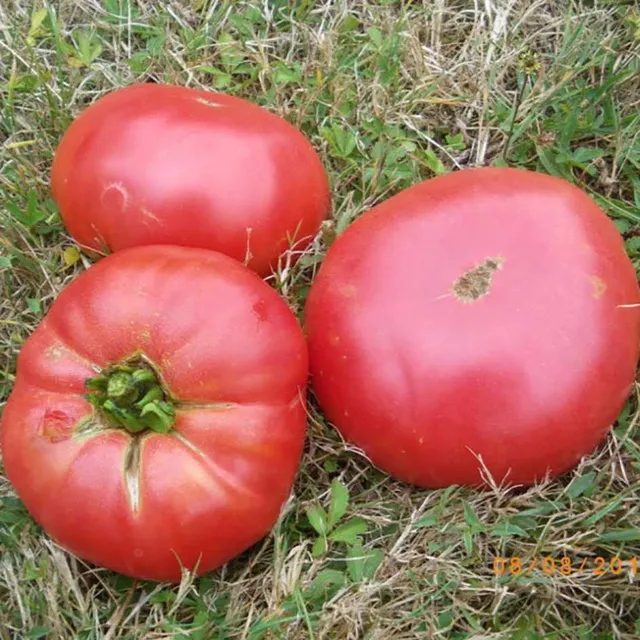 la-bo-te-graines-tomate-pruden-s-purple-bio-graines-tomate-rose image 1