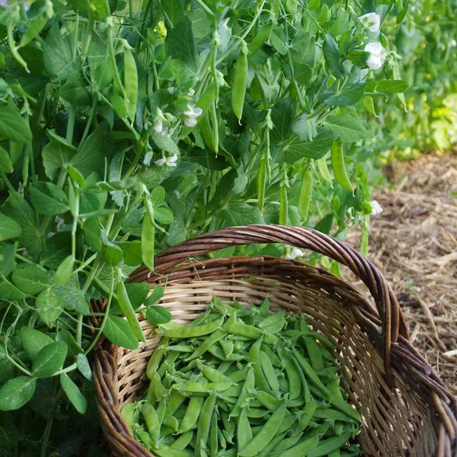 les-semences-de-l-ombelle-norli-pois-mangetout-graines-bio image 1