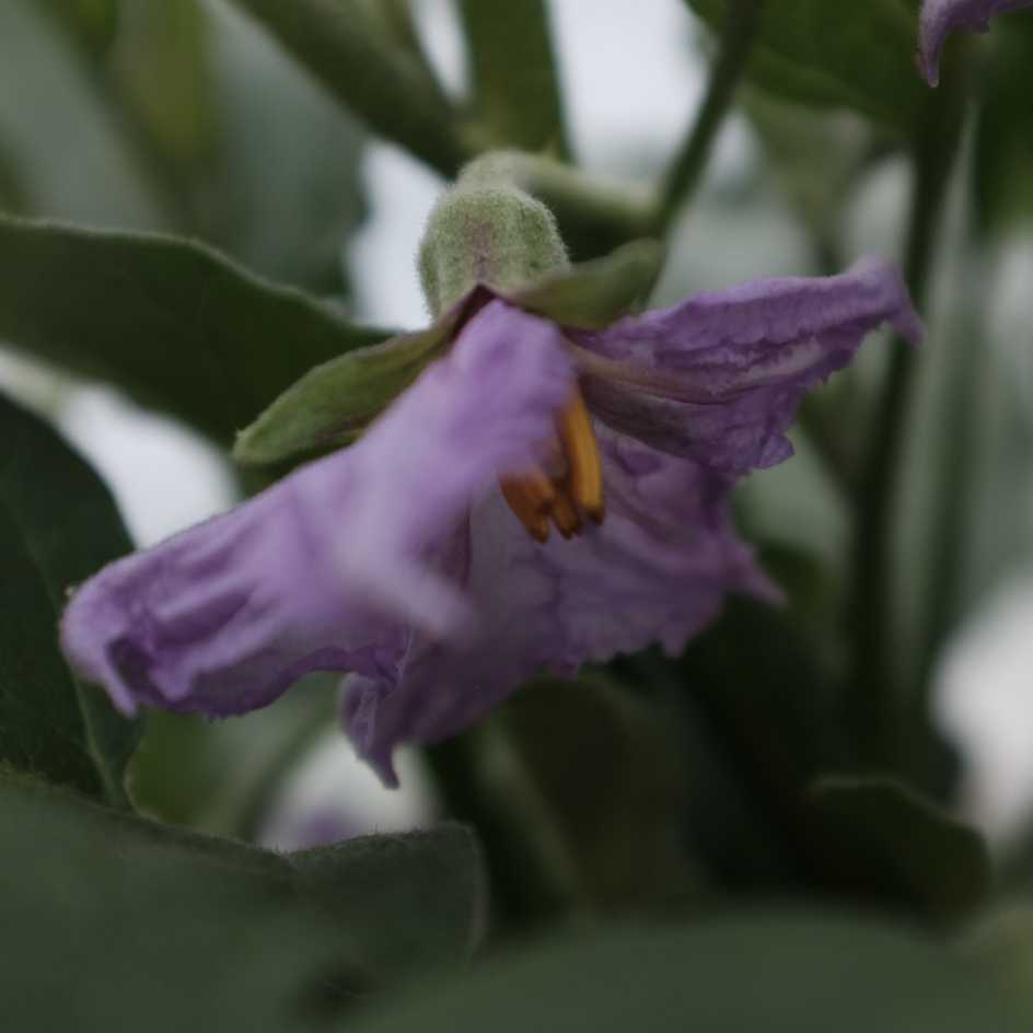 la-bo-te-graines-blanche-ronde-aubergine-bio-en-pot image 4