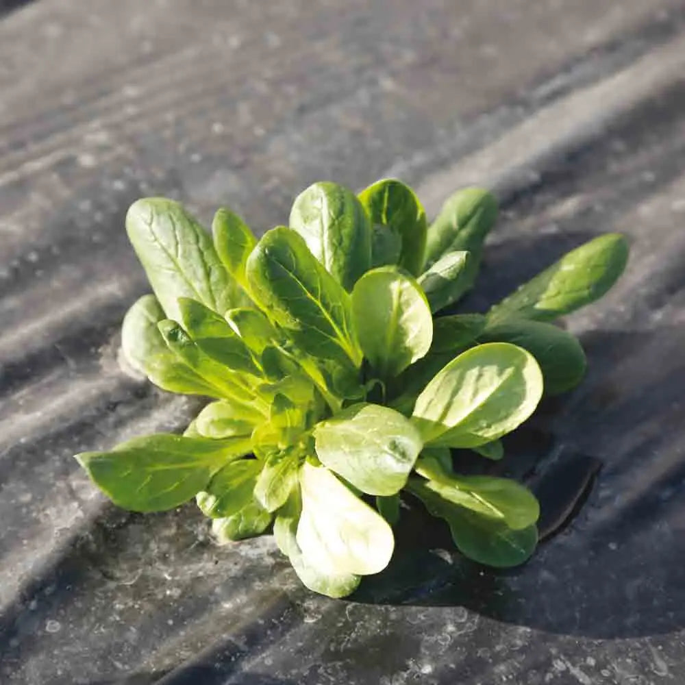 ferme-de-sainte-marthe-m-che-verte-d-tampes-sachet-bio-hiver image 1