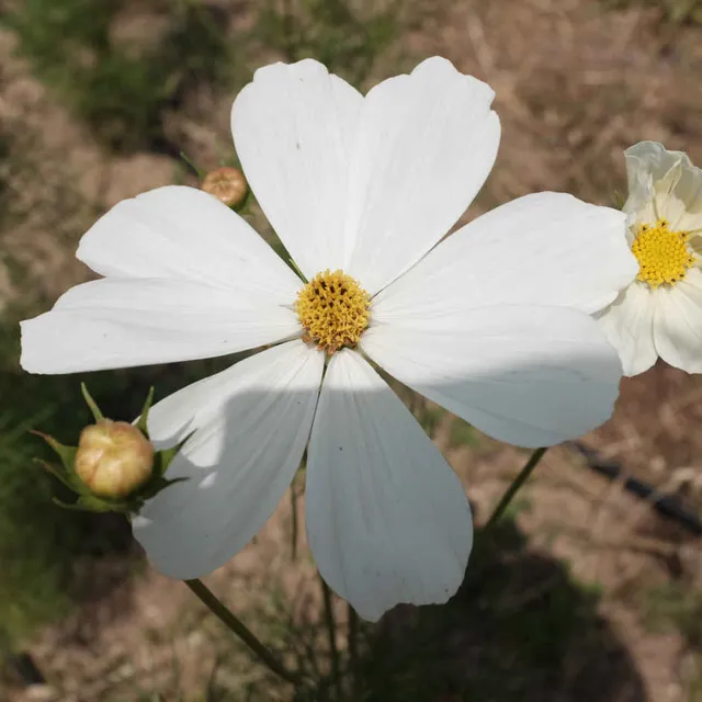 la-bo-te-graines-graines-fleurs-cosmos-blanc-pur-bio image 1