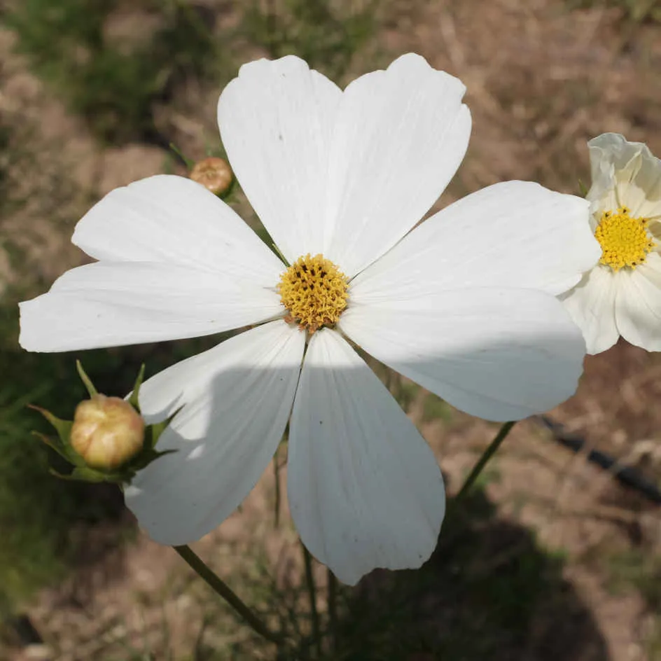 la-bo-te-graines-graines-fleurs-cosmos-blanc-pur-bio image 1