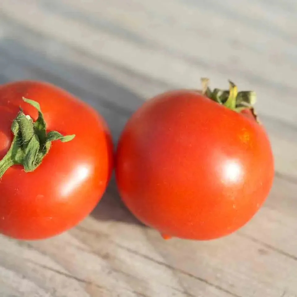 ferme-de-sainte-marthe-tomate-buda-torpe-graines-bio-sachet image 1