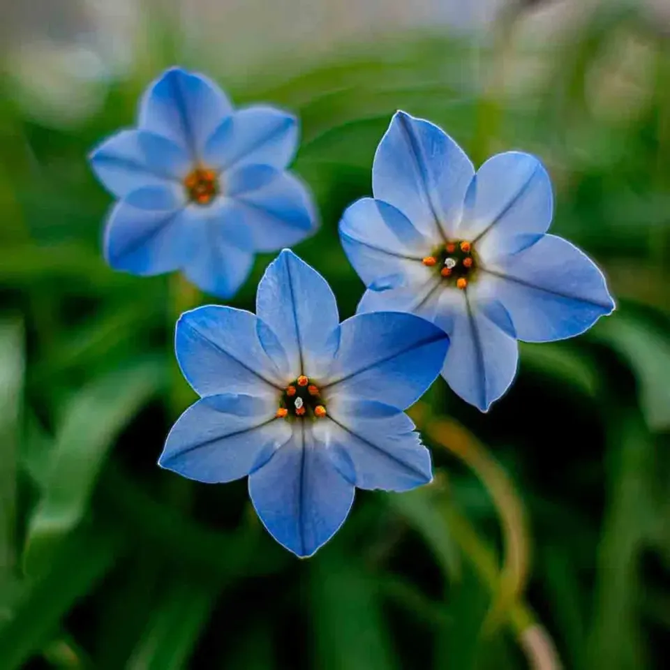 ferme-de-sainte-marthe-ipheion-rolf-fiedler-bulbe-fleurs-vivace image 1
