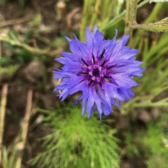 la-bo-te-graines-bleuet-m-lange-bio-graines-fleurs image 1